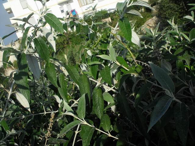 Buddleja sp.